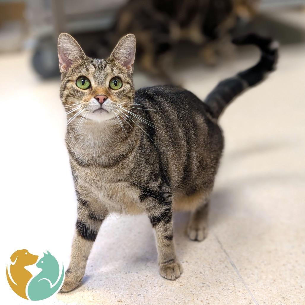 Enlarge Bee, a Adoptable Domestic Short Hair in Toledo, OH image 6/6