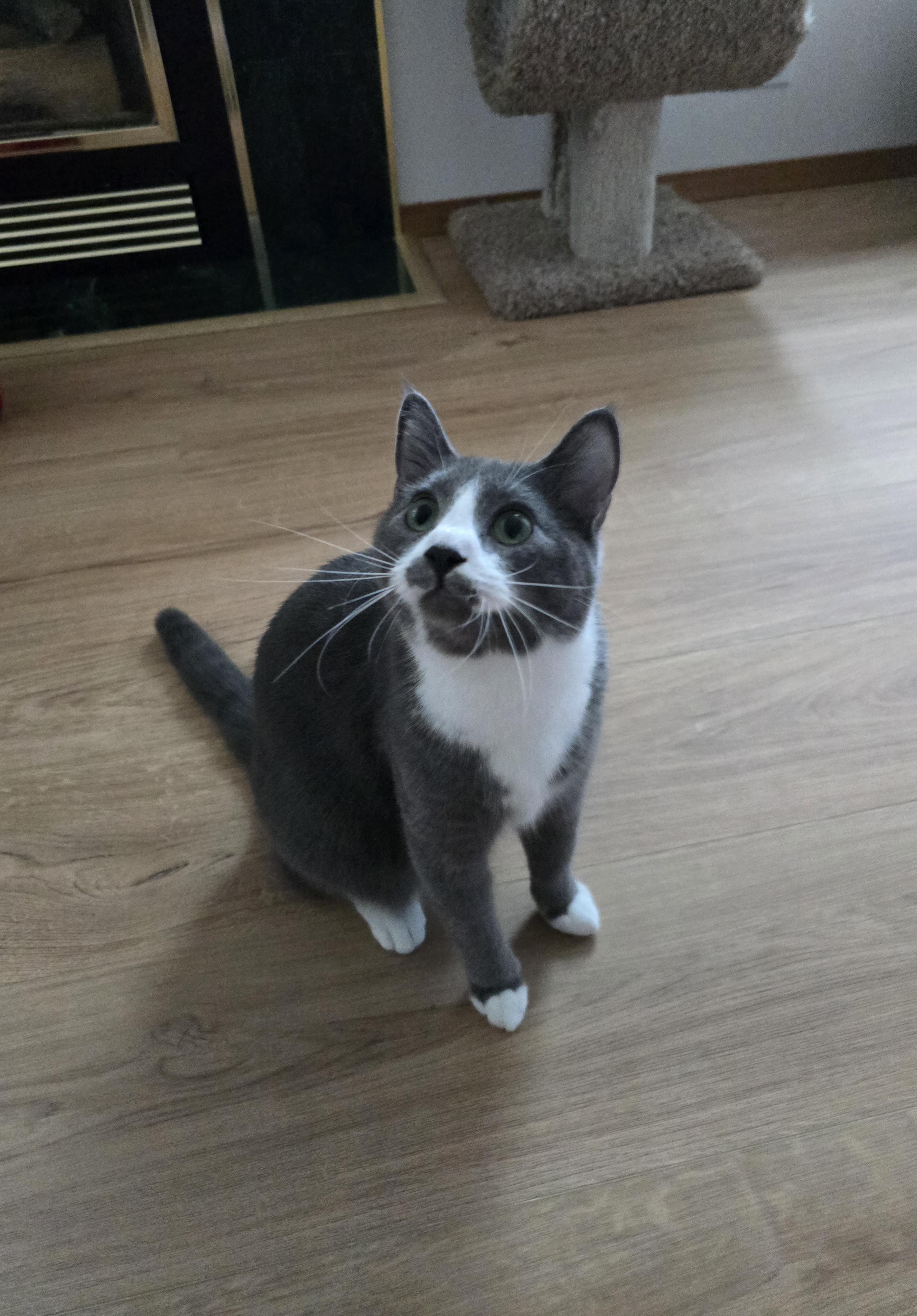 Enlarge Houdini aka Dini, a Adoptable Domestic Short Hair in Fargo, ND image 3/3