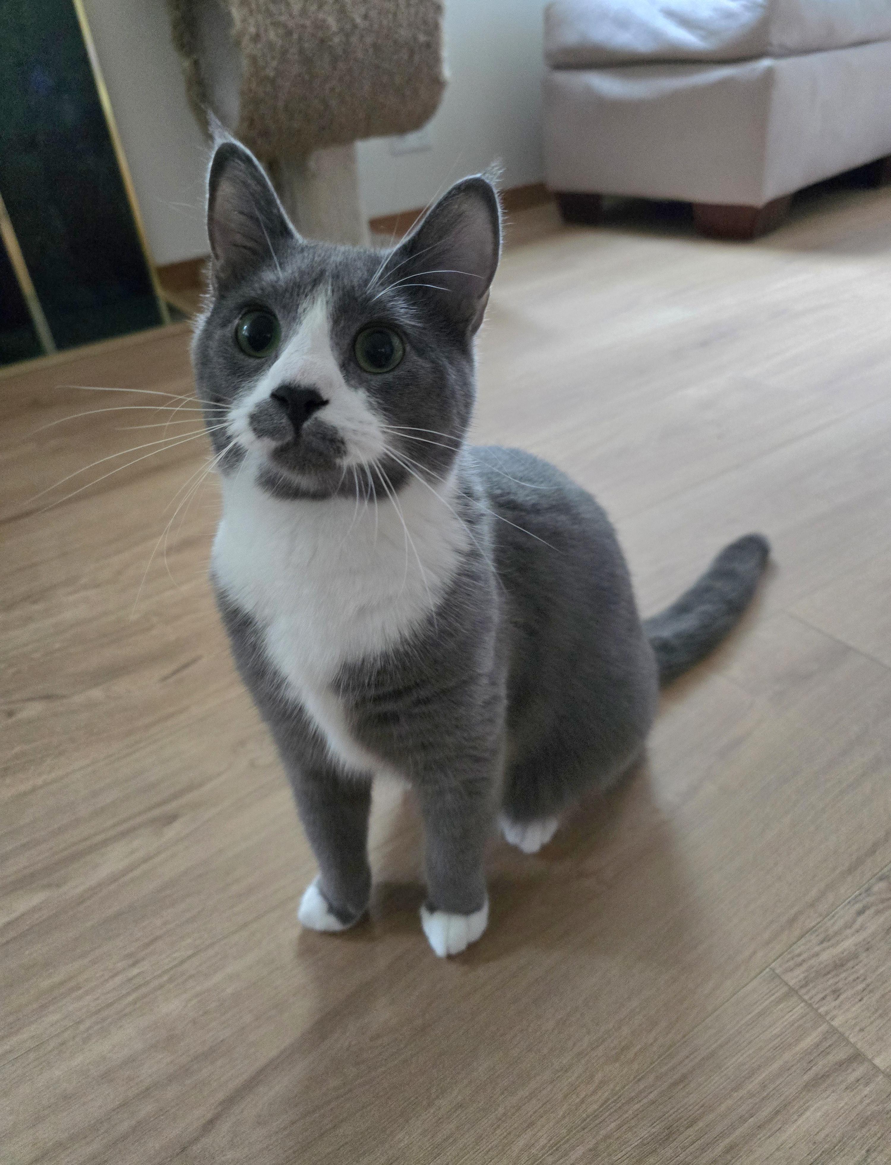 Enlarge Houdini aka Dini, a Adoptable Domestic Short Hair in Fargo, ND image 2/3