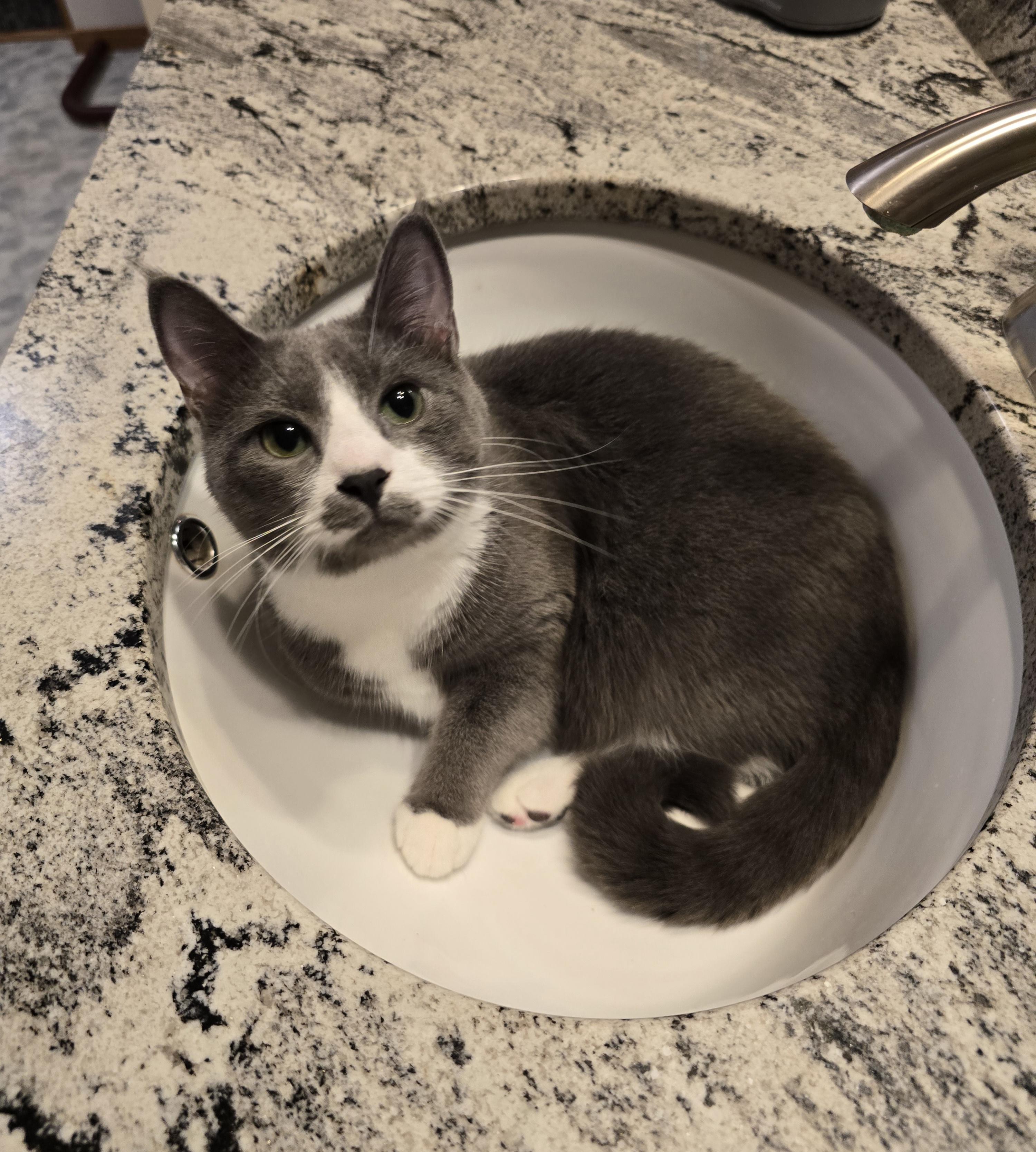 Houdini aka Dini, Adoptable, Young Male Domestic Short Hair.