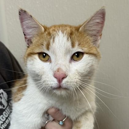 Soy Sauce, a Adoptable mixed breed in Bryan, TX image 1/2