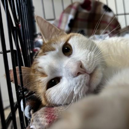 Soy Sauce, a Adoptable mixed breed in Bryan, TX image 2/2