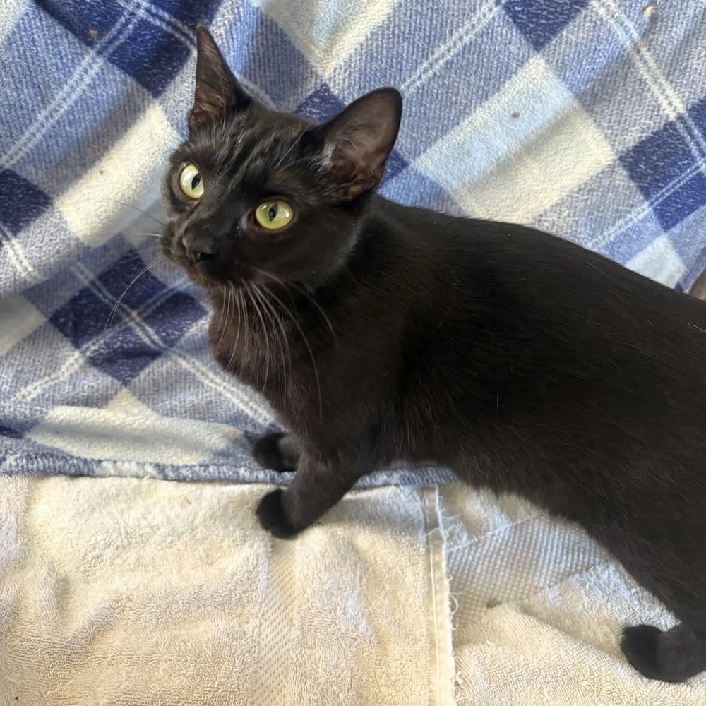 Bean, a Adoptable Domestic Short Hair in Raleigh, NC image 1/6