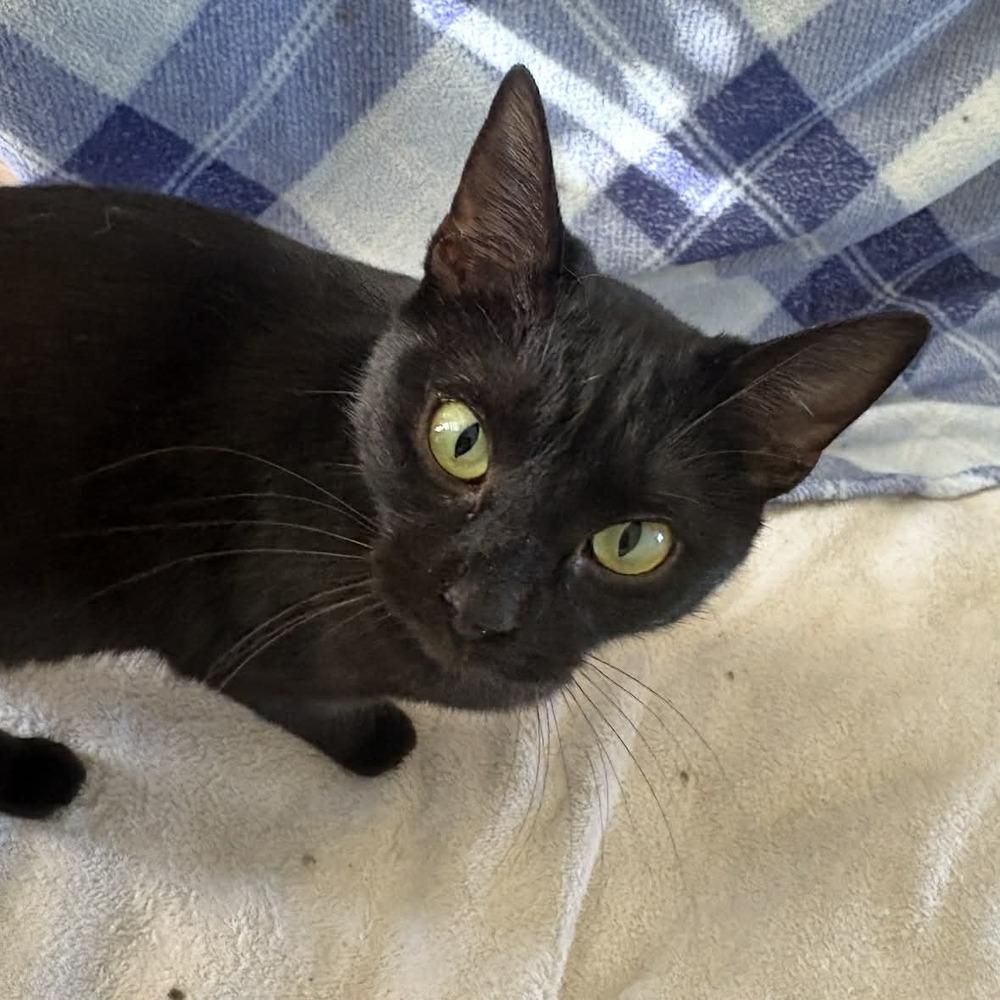 Bean, a Adoptable Domestic Short Hair in Raleigh, NC image 2/6