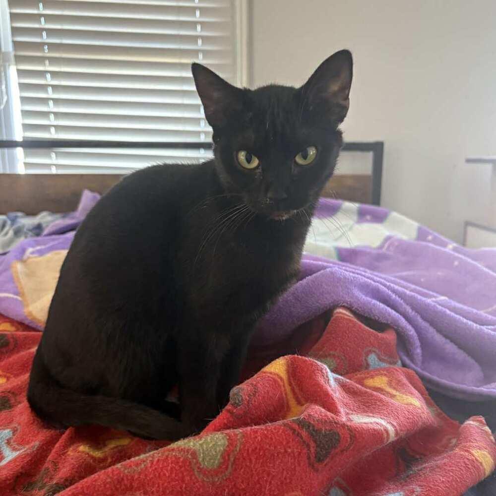 Enlarge Bean, a Adoptable Domestic Short Hair in Raleigh, NC image 1/3