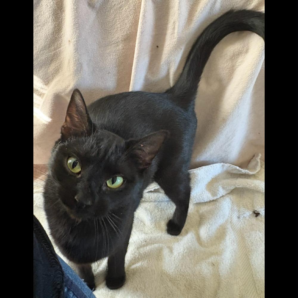 Bean, a Adoptable Domestic Short Hair in Raleigh, NC image 3/6