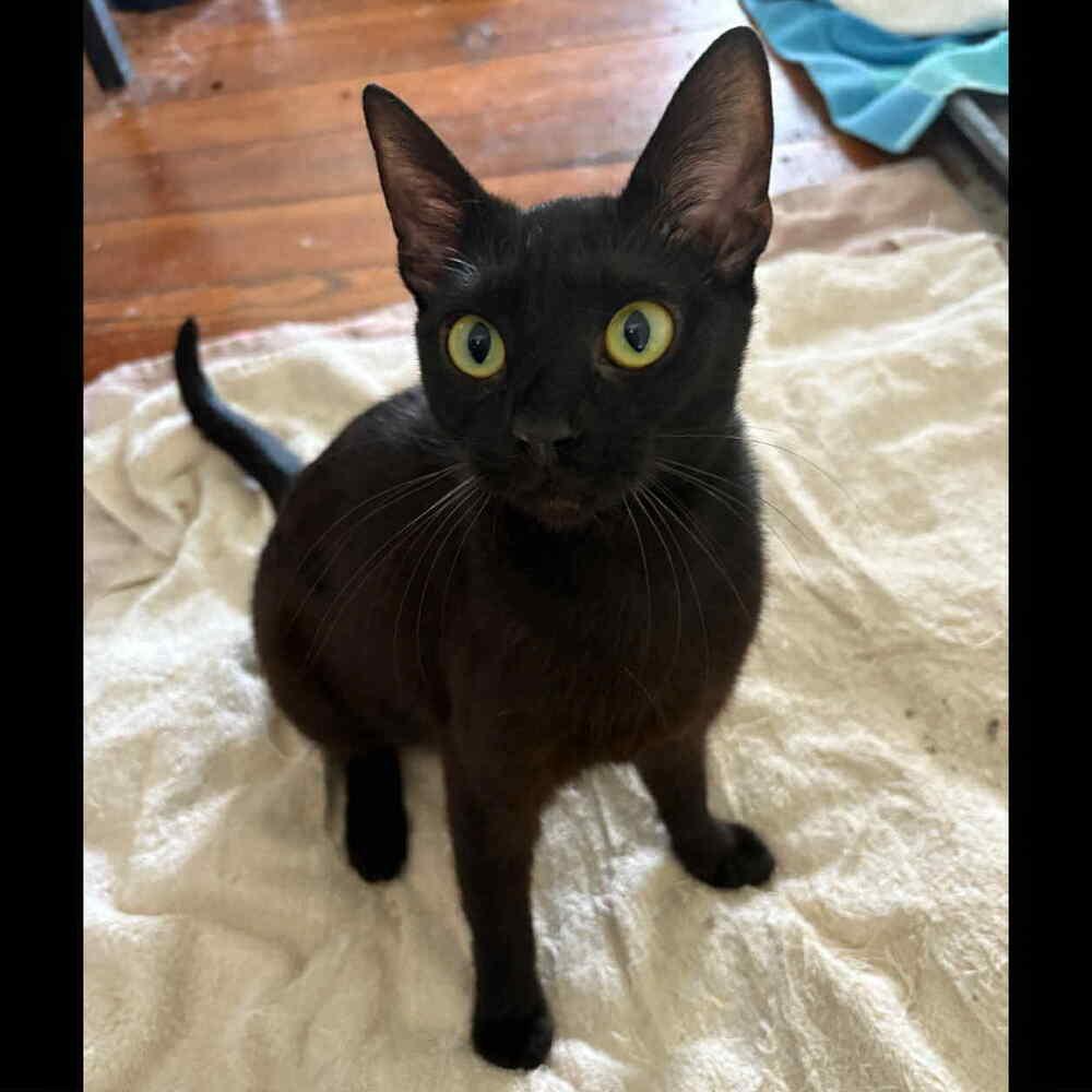 Enlarge Bean, a Adoptable Domestic Short Hair in Raleigh, NC image 2/3