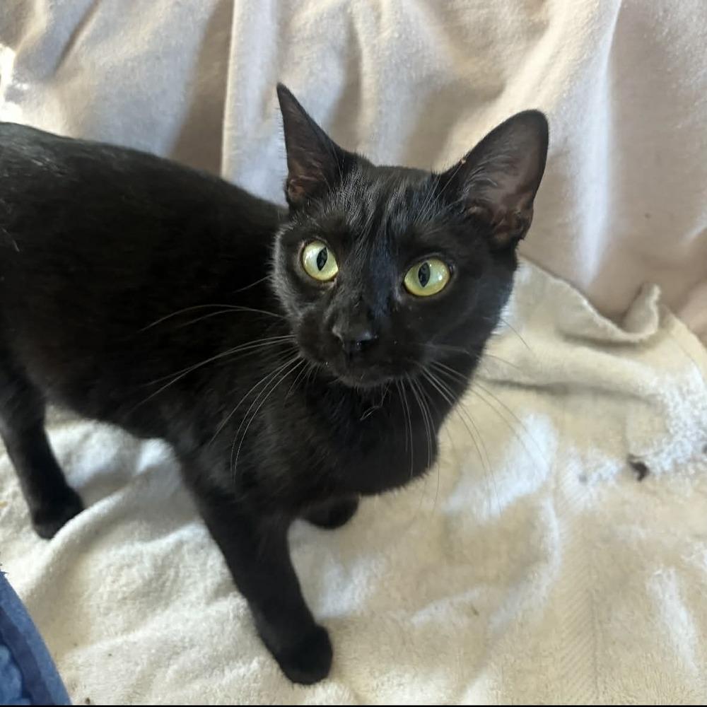 Bean, a Adoptable Domestic Short Hair in Raleigh, NC image 5/6