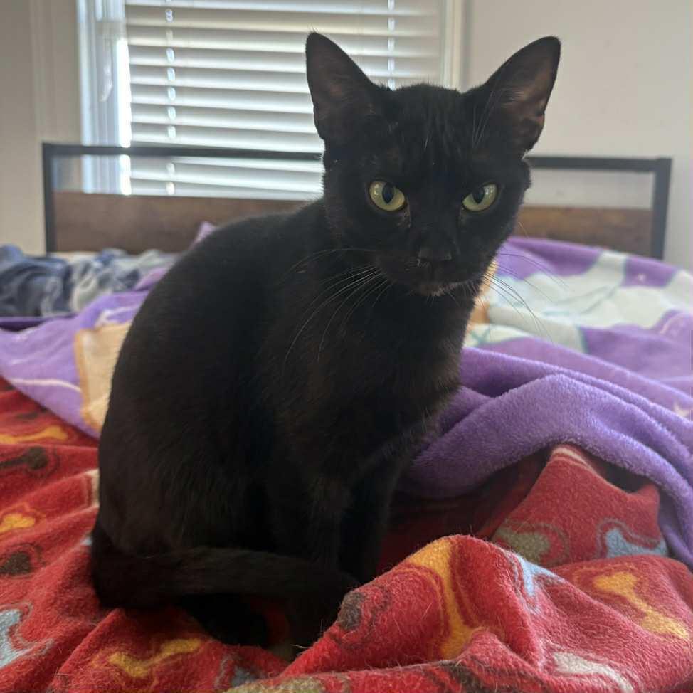 Enlarge Bean, a Adoptable Domestic Short Hair in Raleigh, NC image 3/3