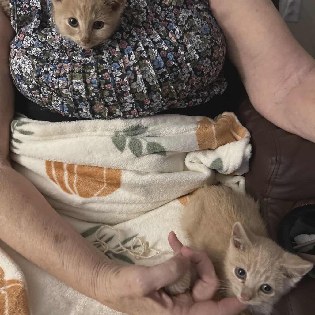 Enlarge Boots (paired with Milo), a Adoptable Domestic Short Hair in Reisterstown, MD image 1/5