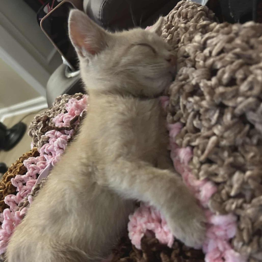 Enlarge Boots (paired with Milo), a Adoptable Domestic Short Hair in Reisterstown, MD image 2/5