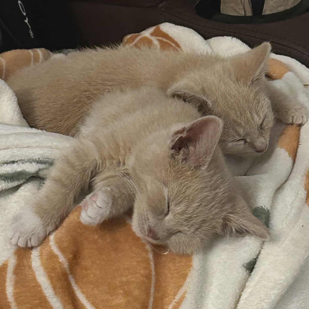 Enlarge Boots (paired with Milo), a Adoptable Domestic Short Hair in Reisterstown, MD image 3/5