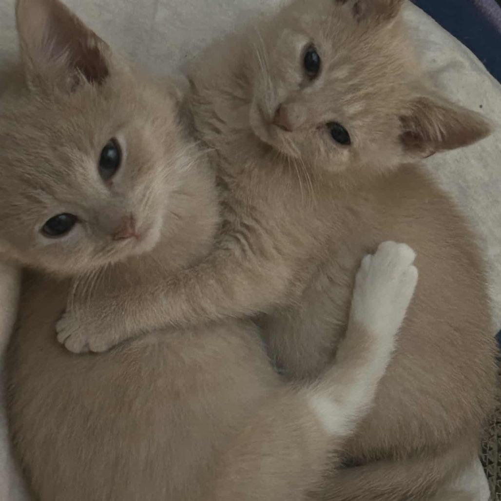Enlarge Boots (paired with Milo), a Adoptable Domestic Short Hair in Reisterstown, MD image 4/5