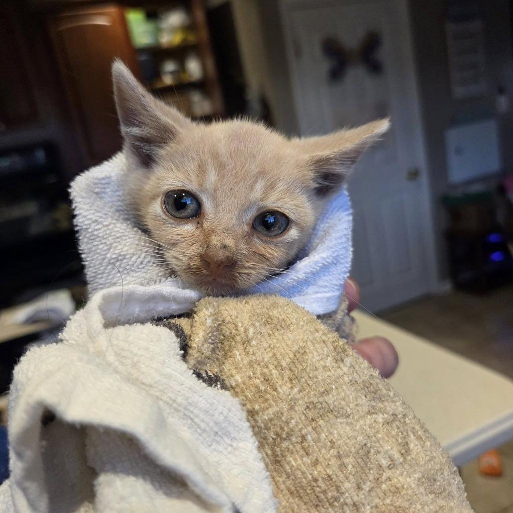 Enlarge Boots (paired with Milo), a Adoptable Domestic Short Hair in Reisterstown, MD image 5/5