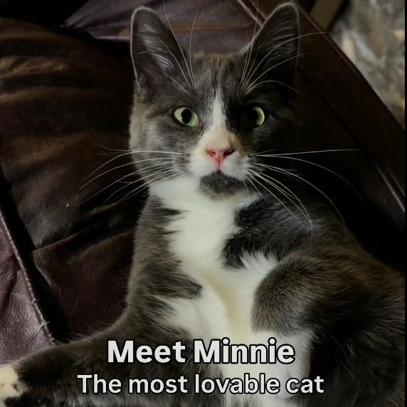 Minnie Mouse, an adopted Domestic Short Hair in Stockholm, WI image 1/6