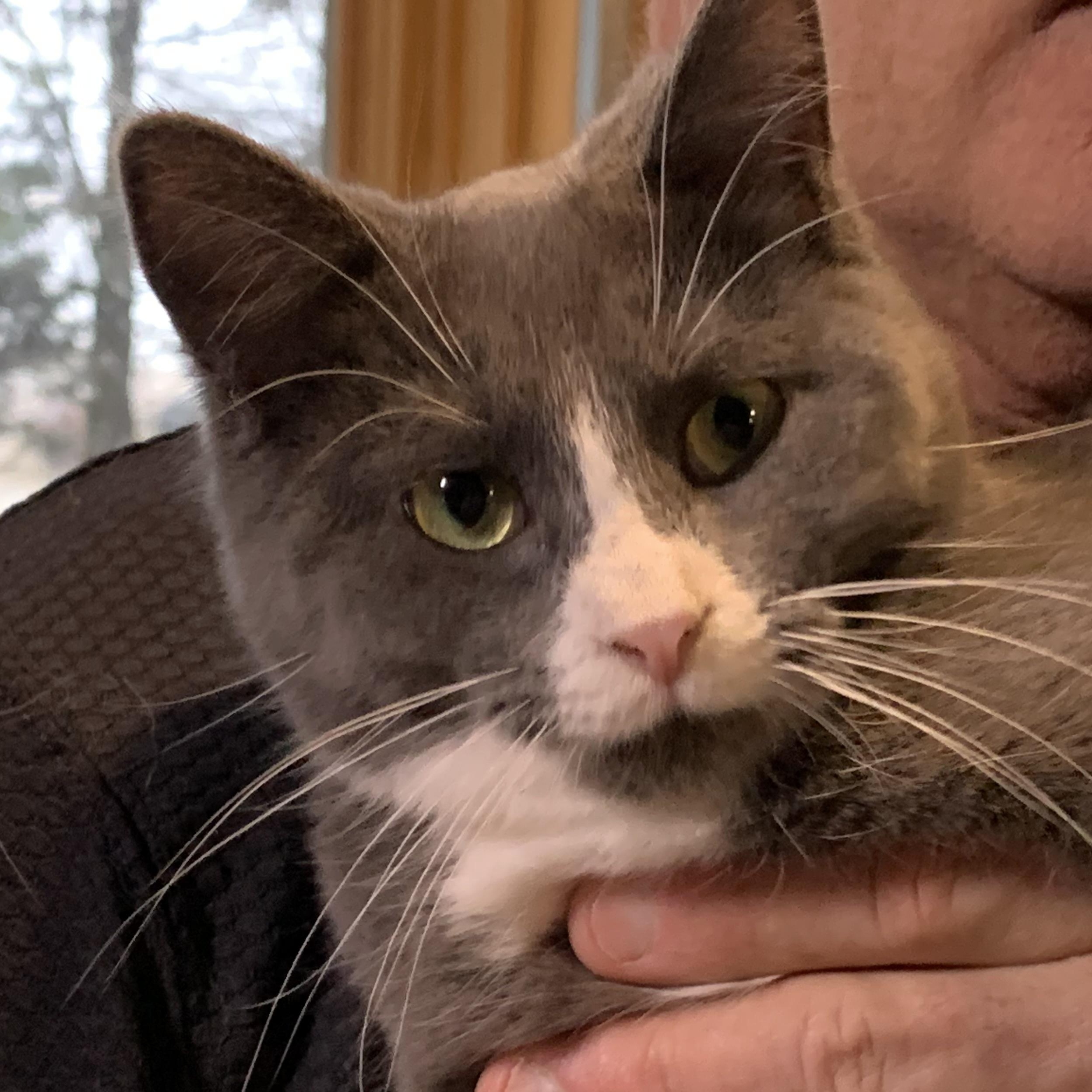 Minnie Mouse, an adopted Domestic Short Hair in Stockholm, WI image 4/6