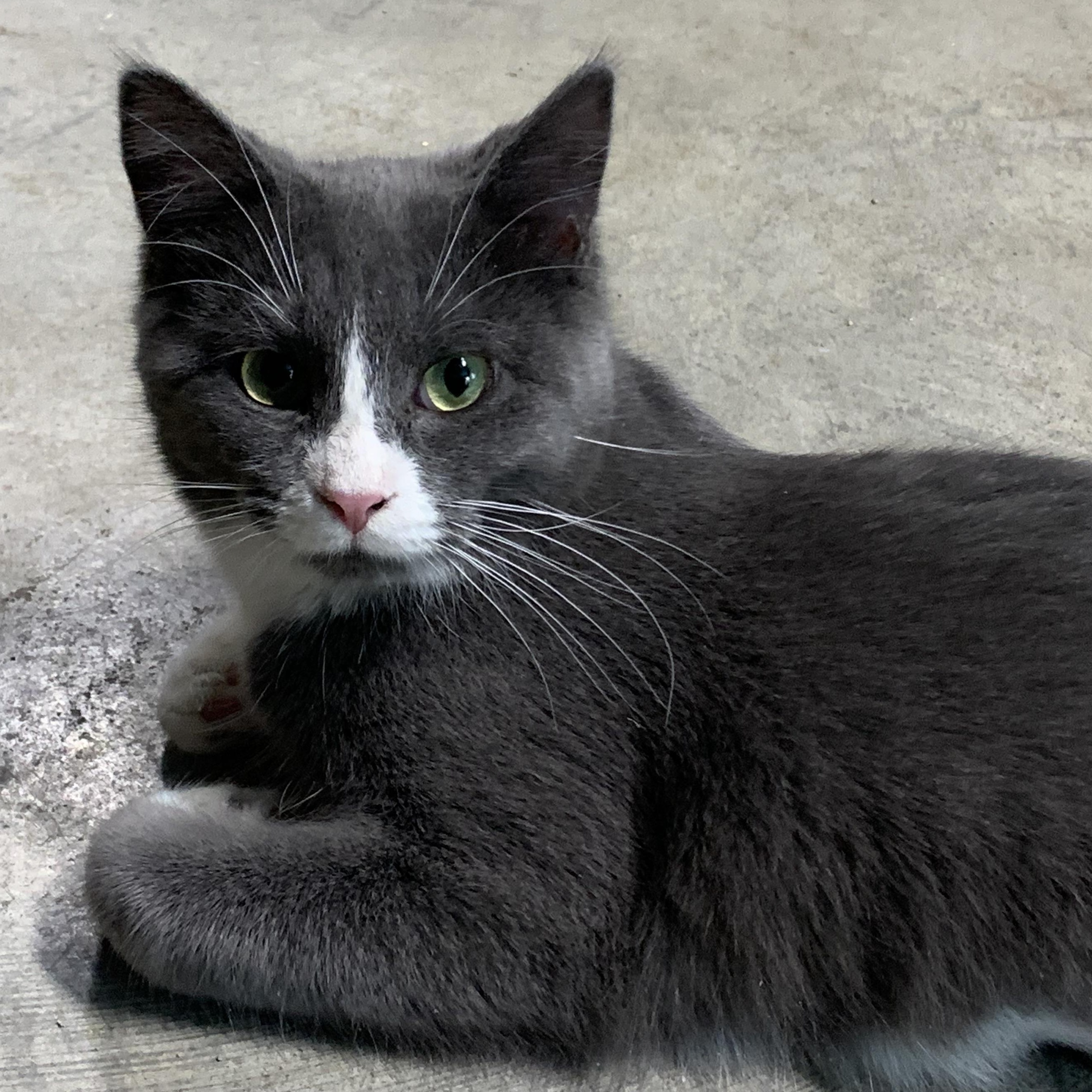 Minnie Mouse, an adopted Domestic Short Hair in Stockholm, WI image 2/6