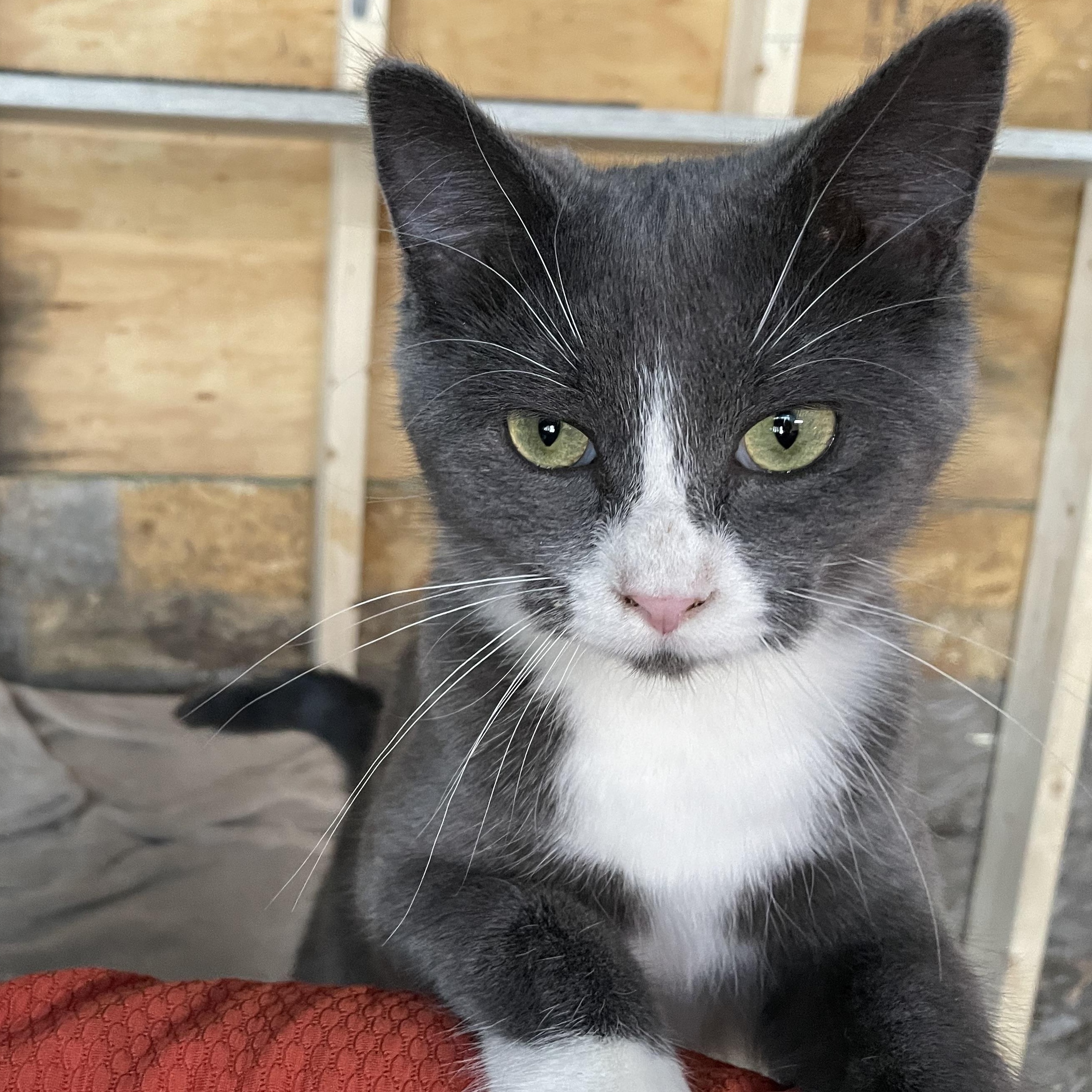 Minnie Mouse, an adopted Domestic Short Hair in Stockholm, WI image 3/6