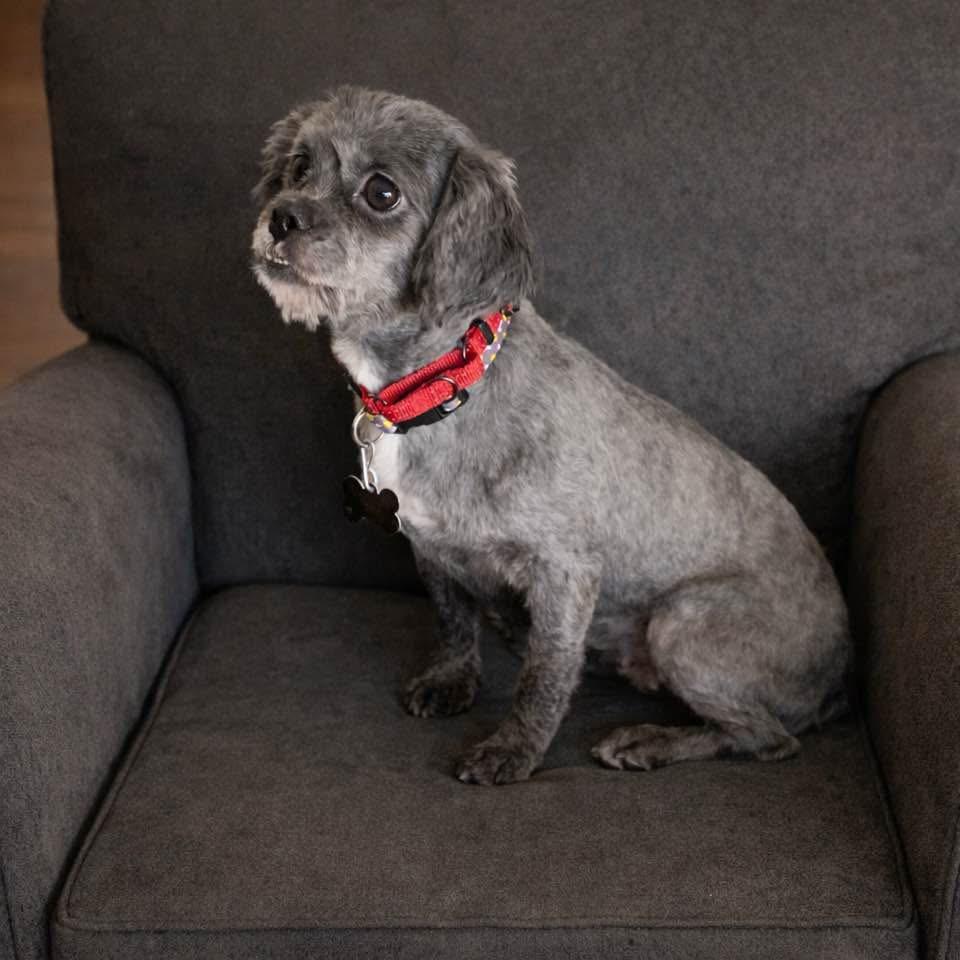 Enlarge Pippa , a ADOPTABLE mixed breed in Douglas, MA image 1/6