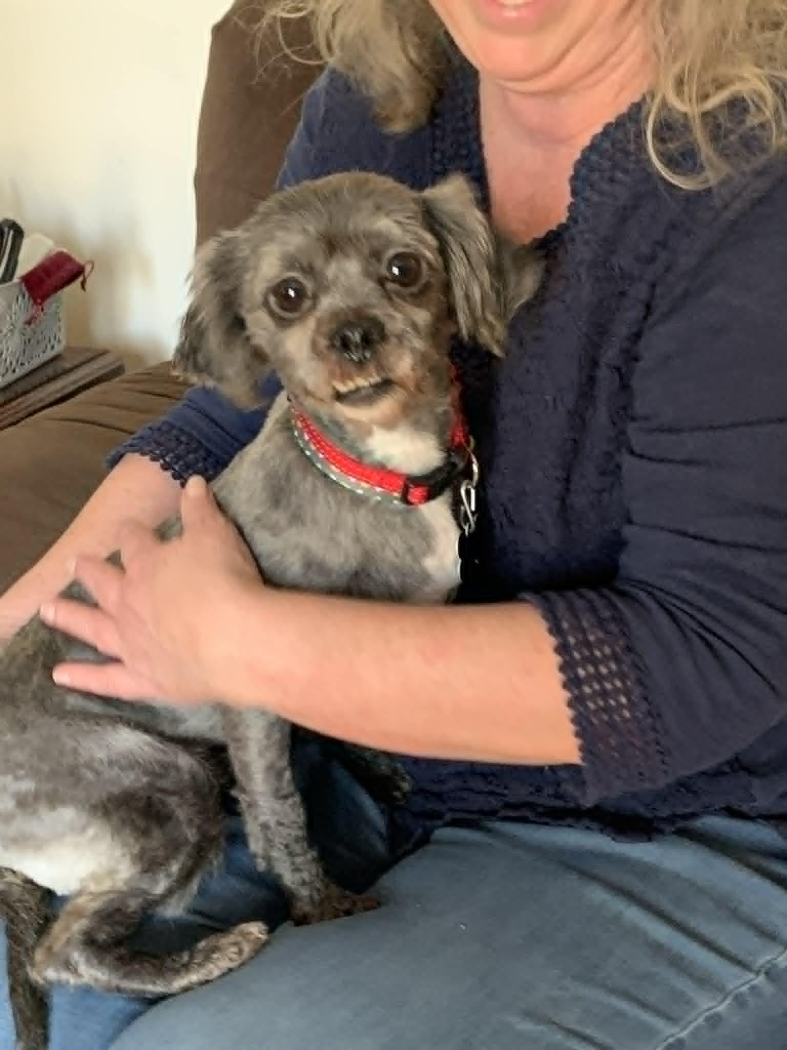 Enlarge Pippa , a ADOPTABLE mixed breed in Douglas, MA image 5/6