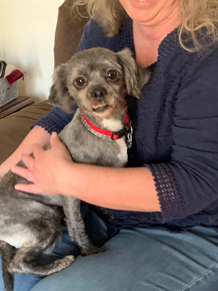 Enlarge Pippa , a ADOPTABLE mixed breed in Douglas, MA image 6/6