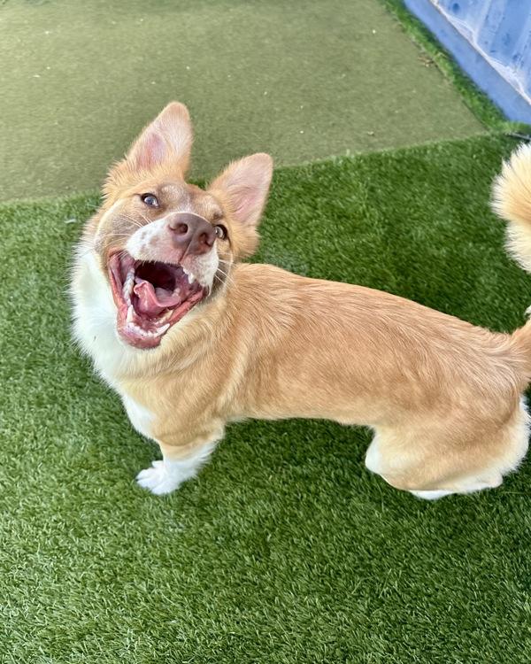 Enlarge Butterscotch, a Adoptable mixed breed in Novato, CA image 1/1