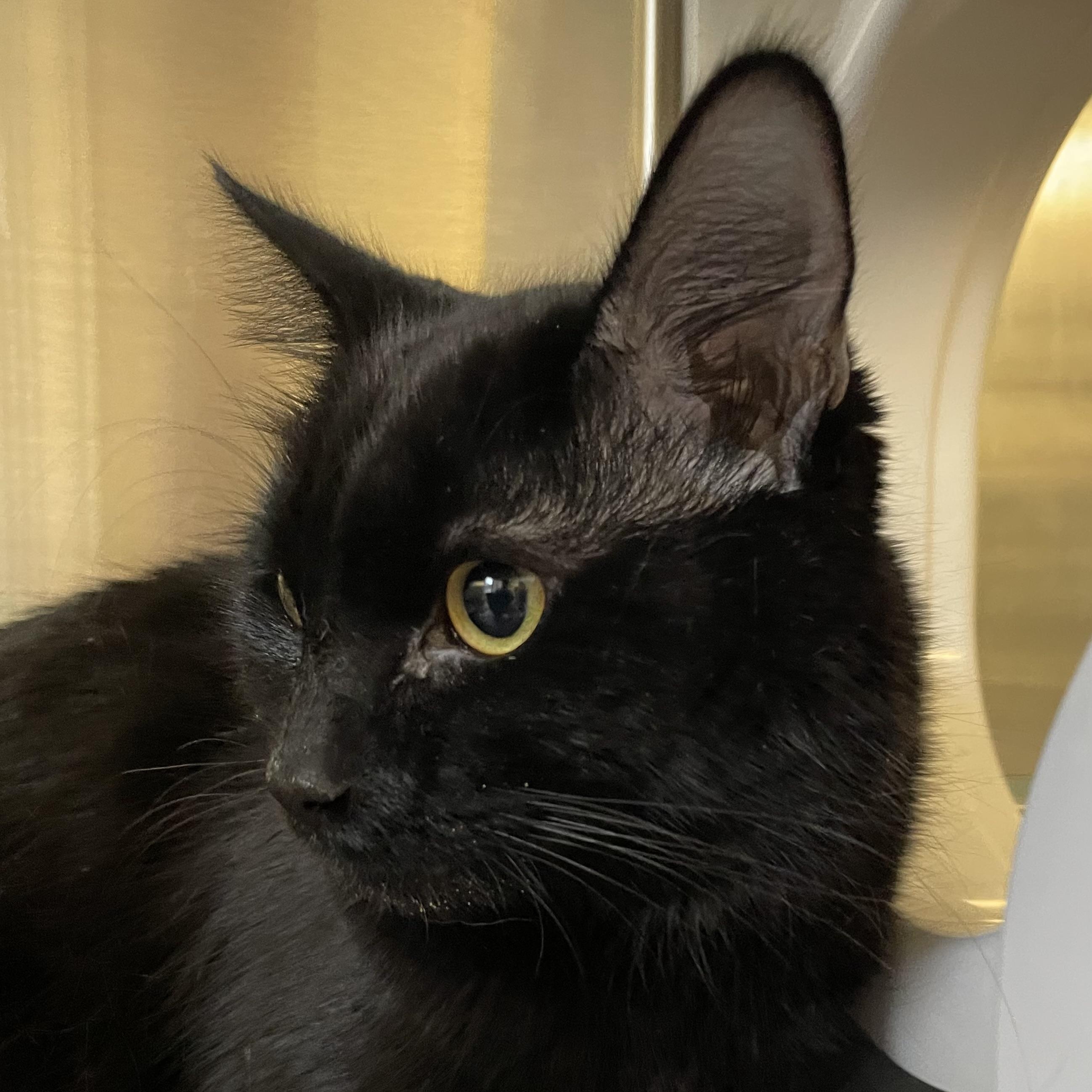 Enlarge Vader, a Adoptable Domestic Medium Hair in North Kingstown, RI image 5/6