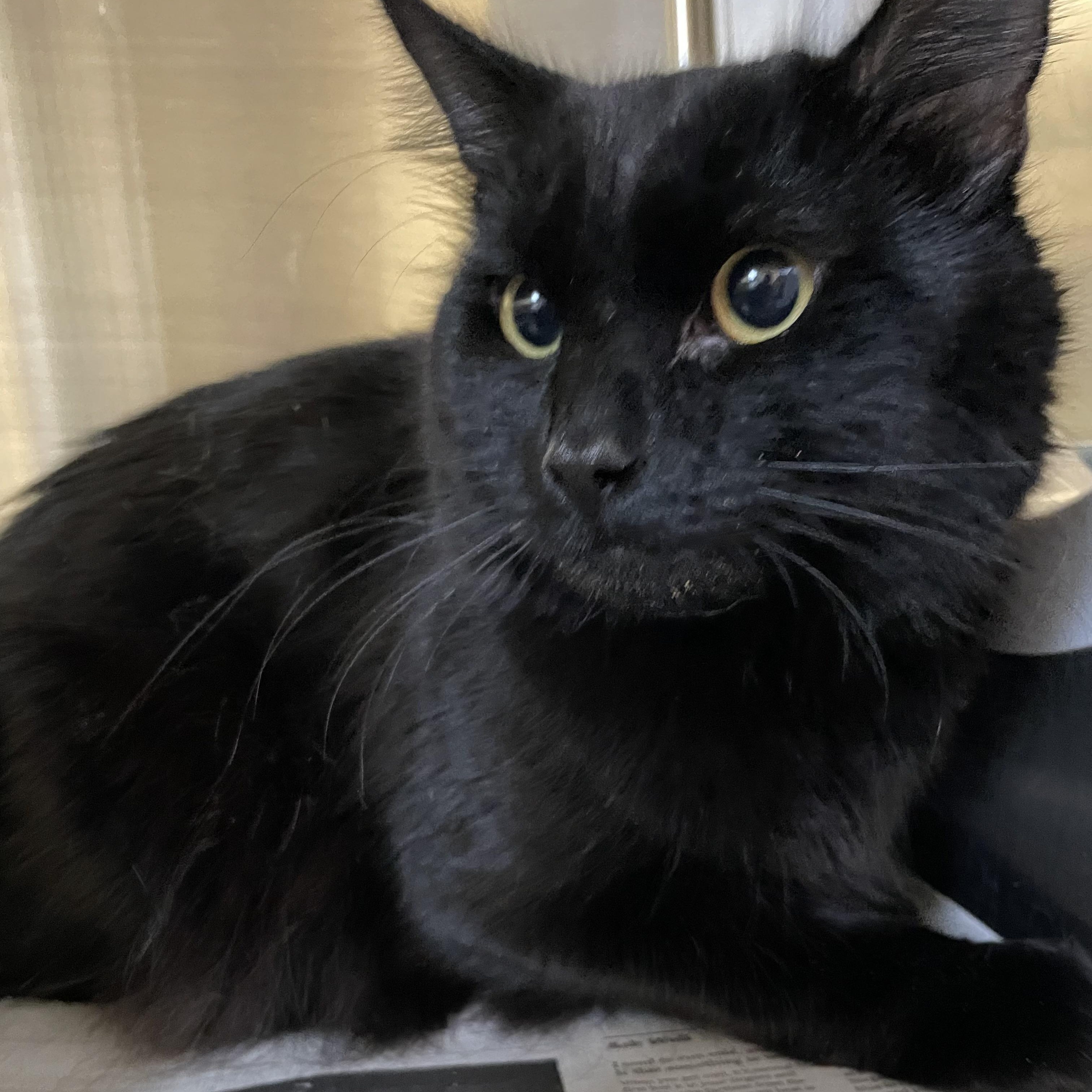 Enlarge Vader, a Adoptable Domestic Medium Hair in North Kingstown, RI image 1/6