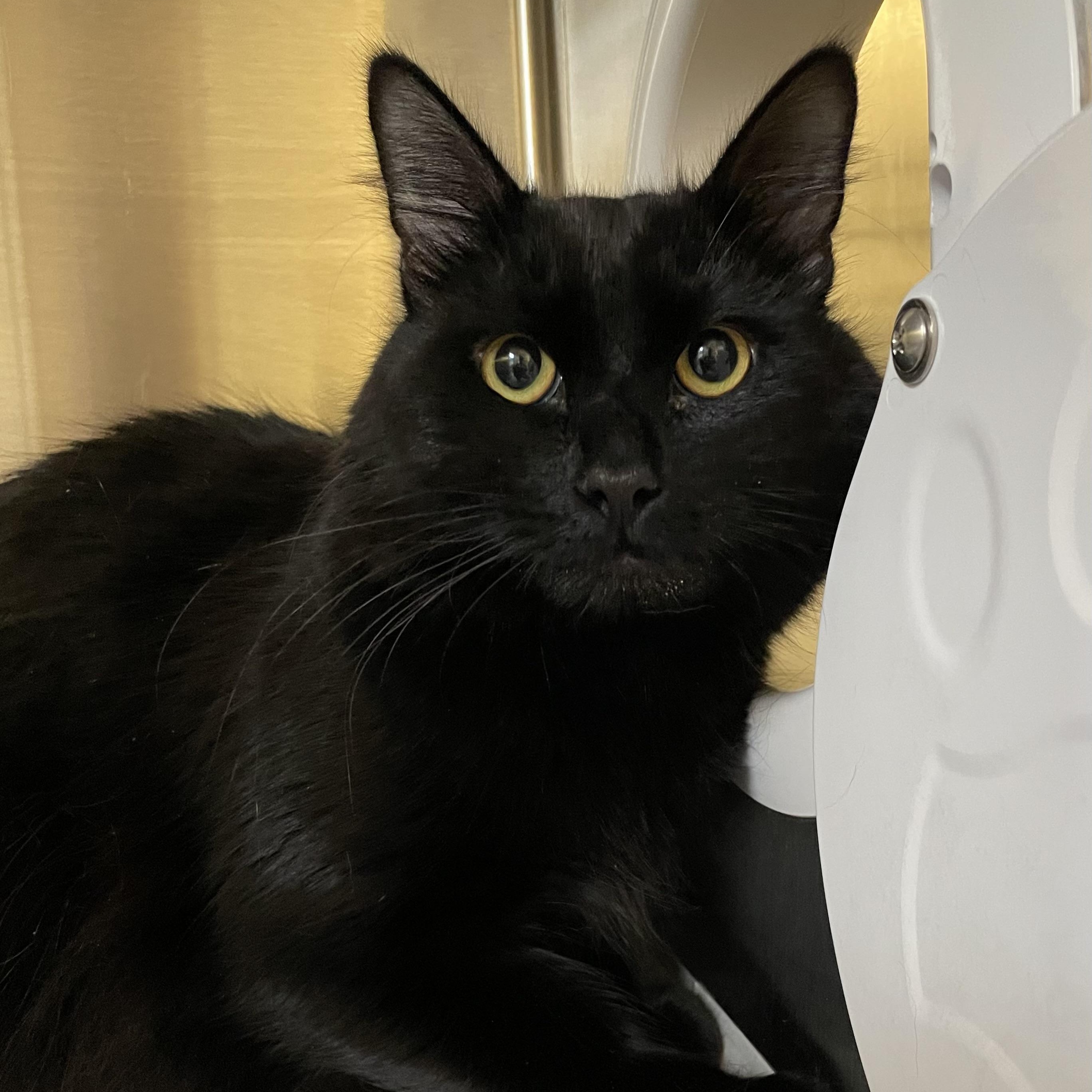 Enlarge Vader, a Adoptable Domestic Medium Hair in North Kingstown, RI image 4/6