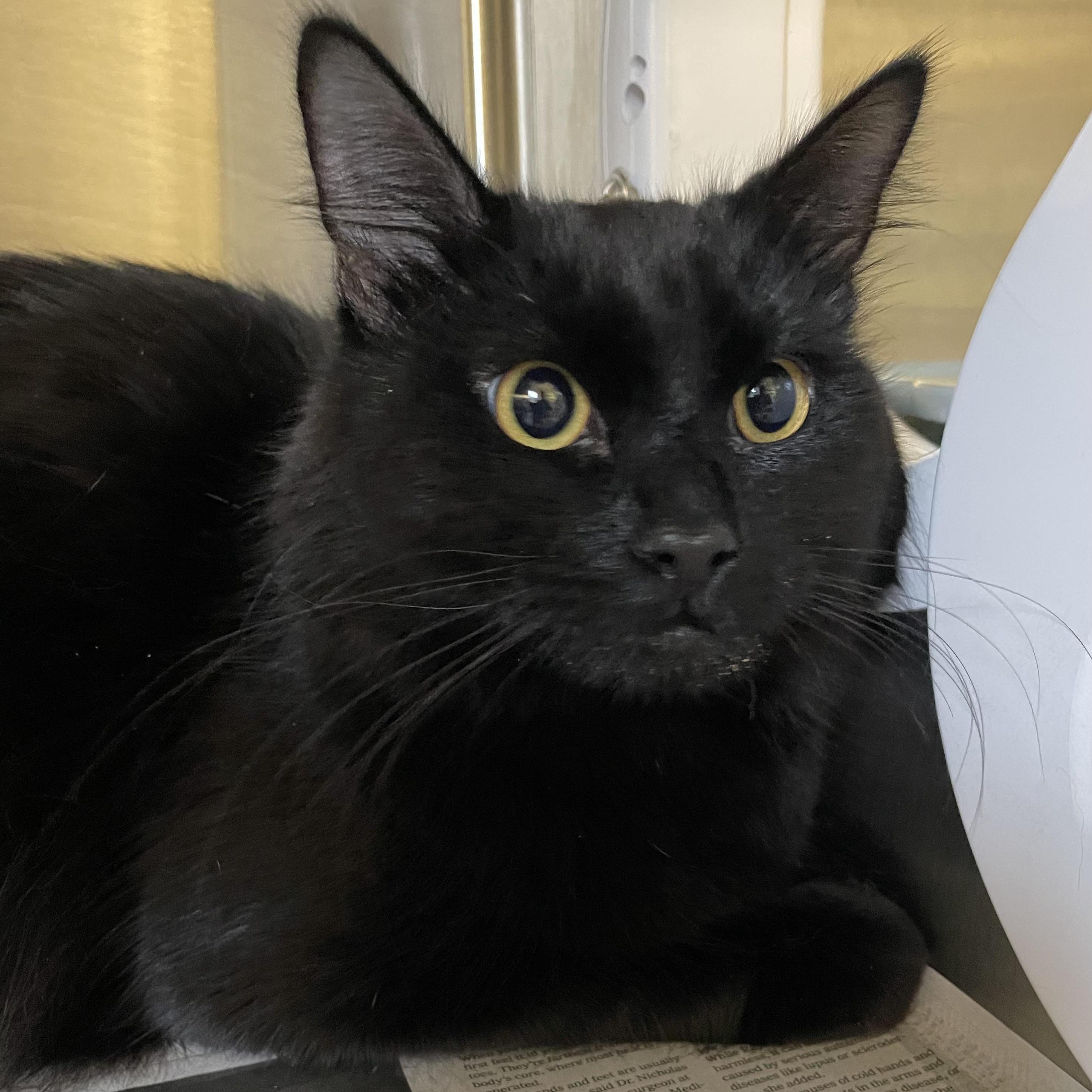 Enlarge Vader, a Adoptable Domestic Medium Hair in North Kingstown, RI image 6/6