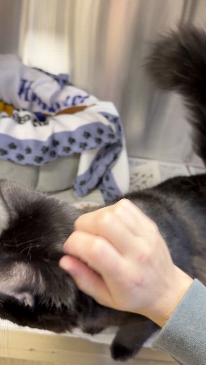 Enlarge Vader, a Adoptable Domestic Medium Hair in North Kingstown, RI video 3/6