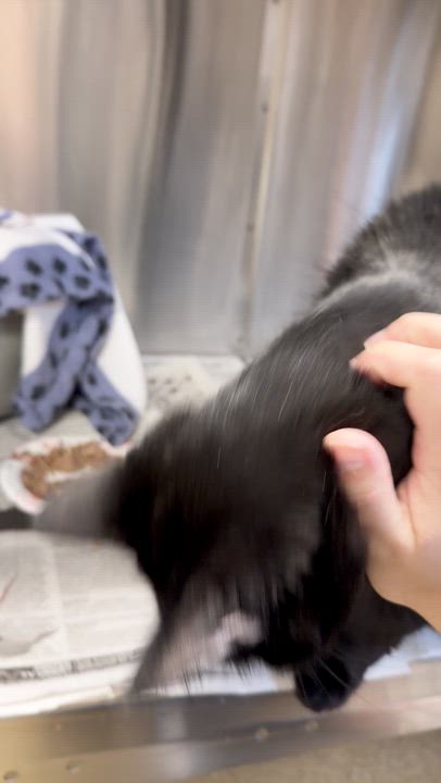 Enlarge Vader, a Adoptable Domestic Medium Hair in North Kingstown, RI video 2/6