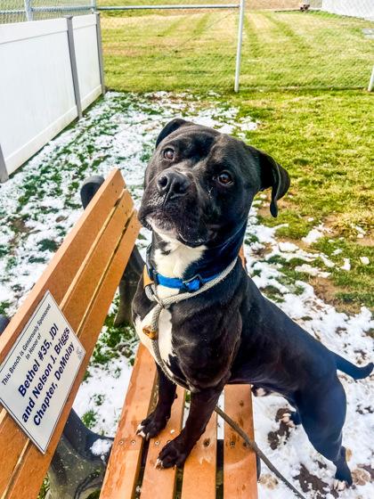 Lightyear, Adoptable, Adult Male Mixed Breed & Mixed Breed.