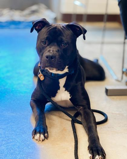 Enlarge Lightyear, a Adoptable Mixed Breed in Fallston, MD image 2/2