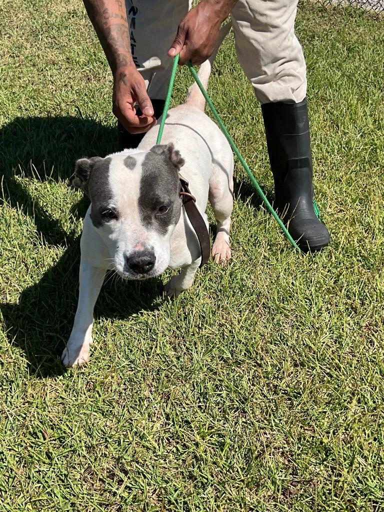 Brandi, Adoptable, Young Female Mixed Breed.