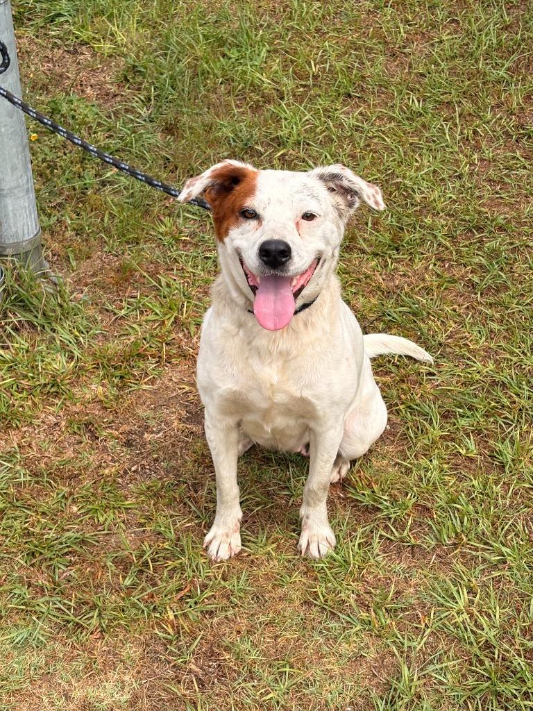 Sabrina, Adoptable, Young Female Mixed Breed.
