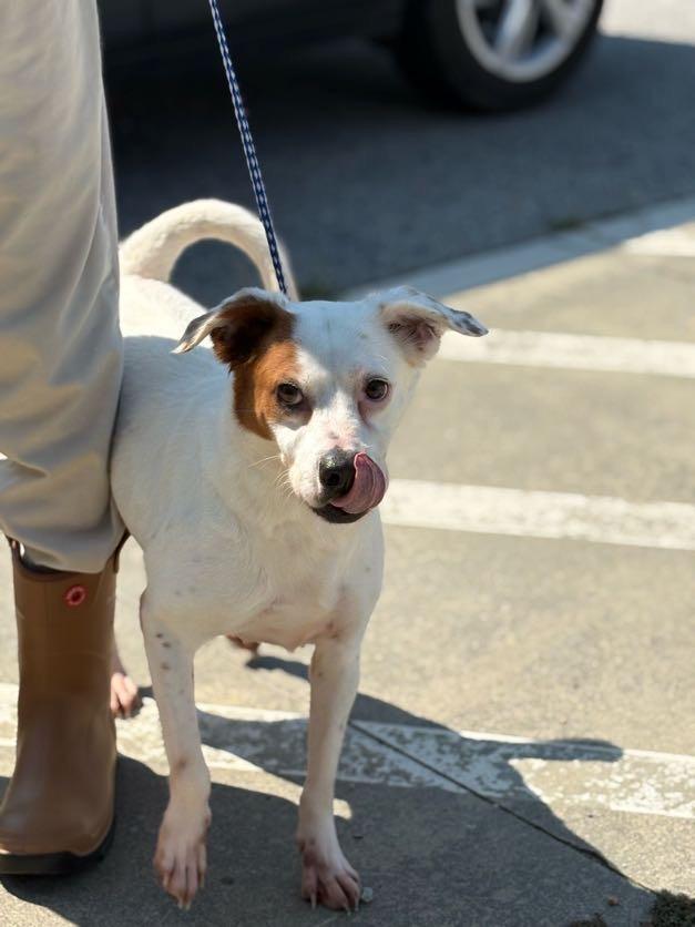 Enlarge Sabrina, a Adoptable mixed breed in Effingham, SC image 3/6
