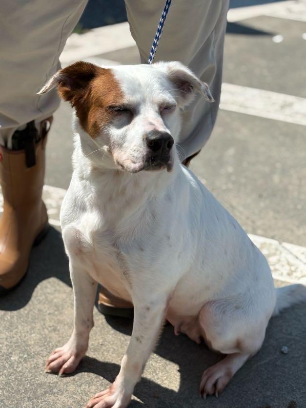 Enlarge Sabrina, a Adoptable mixed breed in Effingham, SC image 4/6
