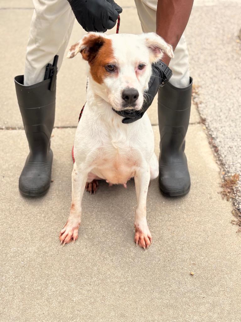 Enlarge Sabrina, a Adoptable mixed breed in Effingham, SC image 5/6