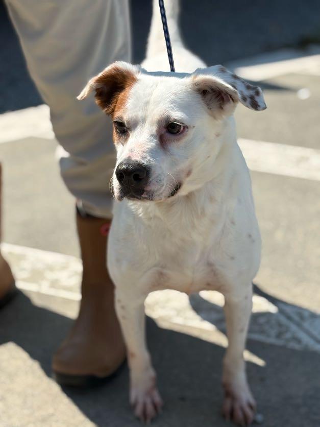 Enlarge Sabrina, a Adoptable mixed breed in Effingham, SC image 6/6