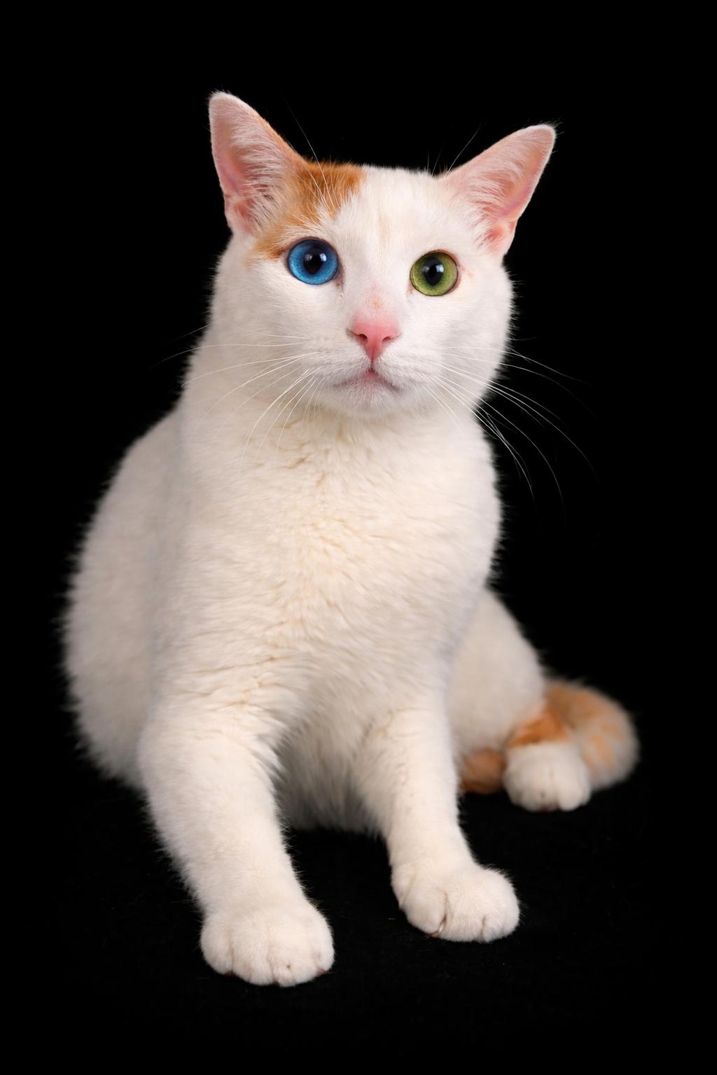 Enlarge BUBBA, a ADOPTABLE mixed breed in Reno, NV image 2/2