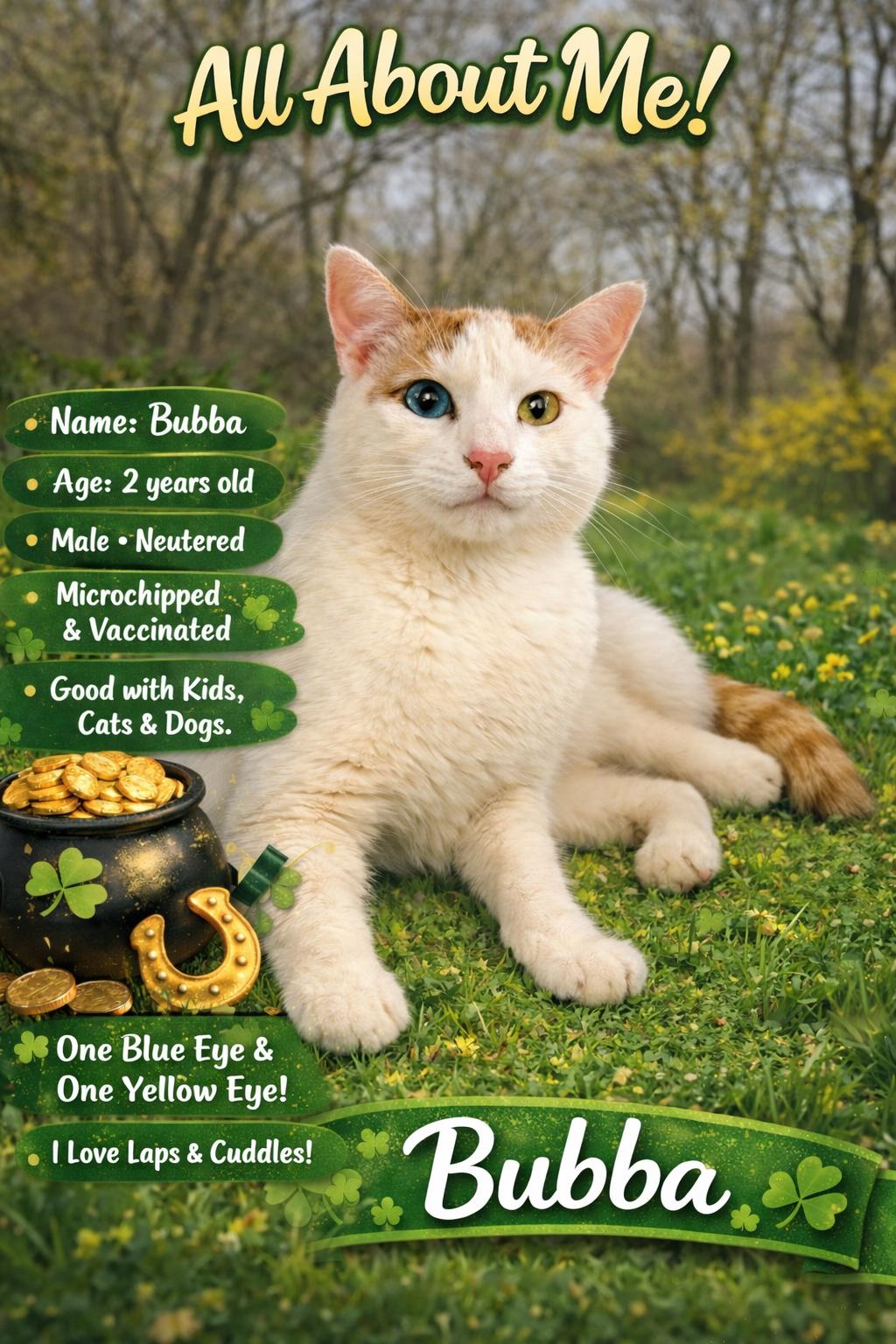 BUBBA, ADOPTABLE, Adult Male Domestic Short Hair.