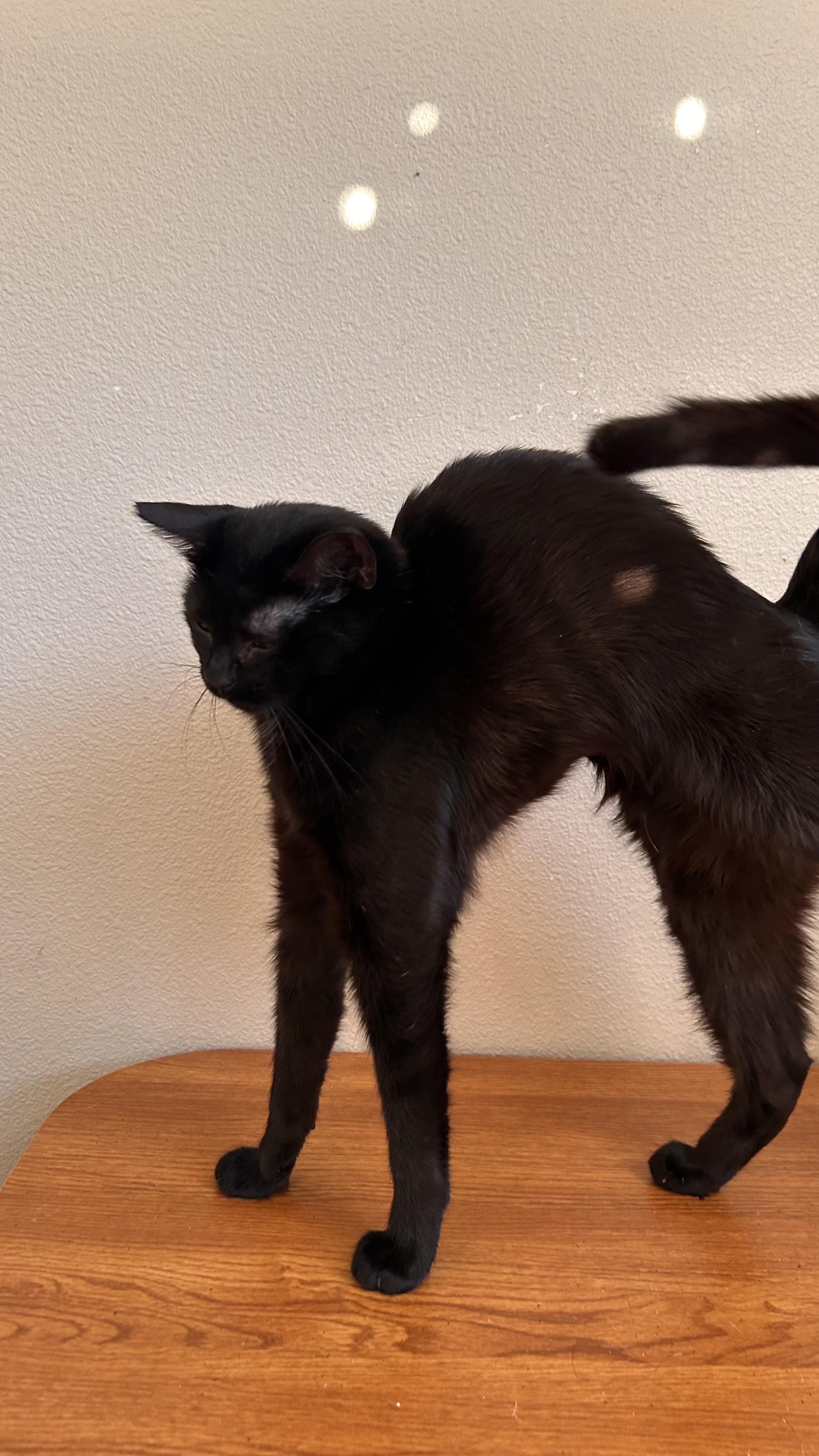 Enlarge Willamette, a Adoptable Domestic Short Hair in Portland, OR image 3/5