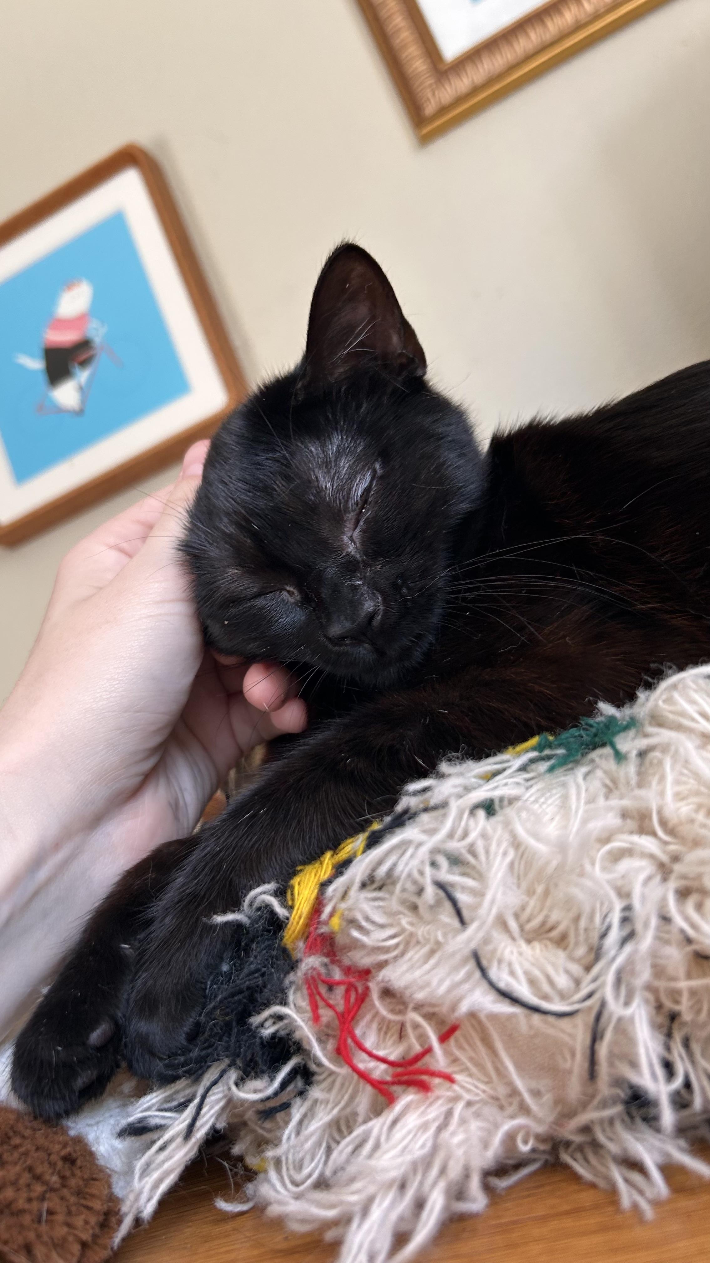 Enlarge Willamette, a Adoptable Domestic Short Hair in Portland, OR image 4/5