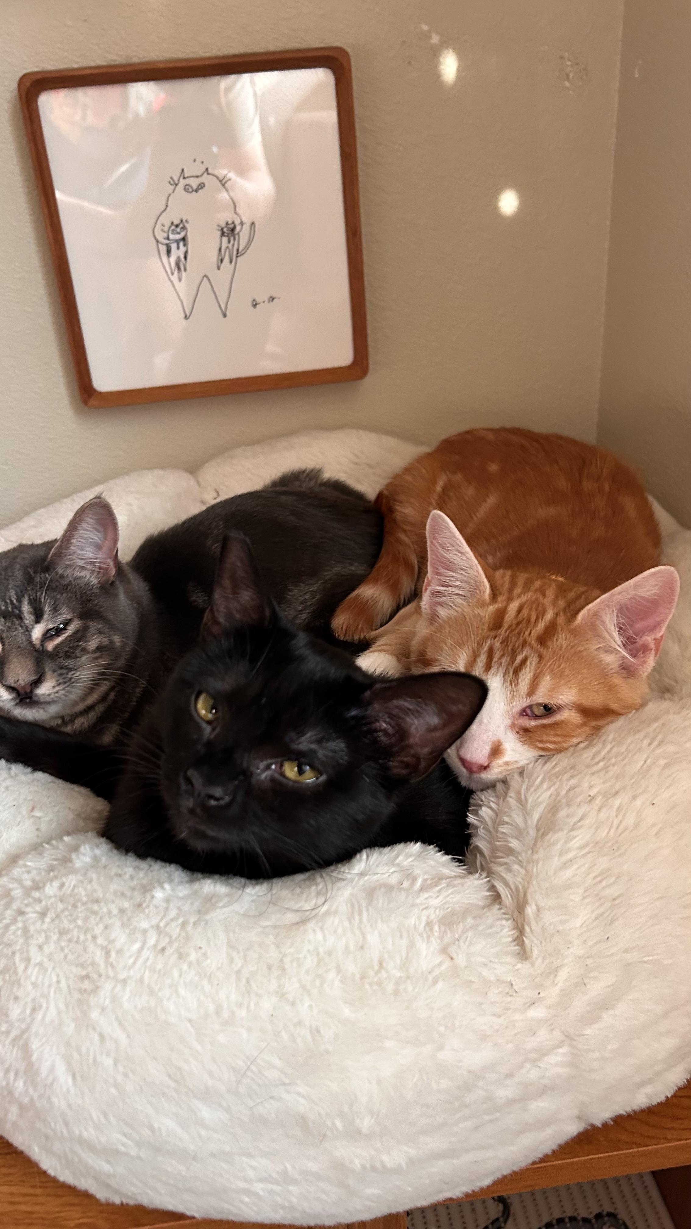 Enlarge Willamette, a Adoptable Domestic Short Hair in Portland, OR image 5/5