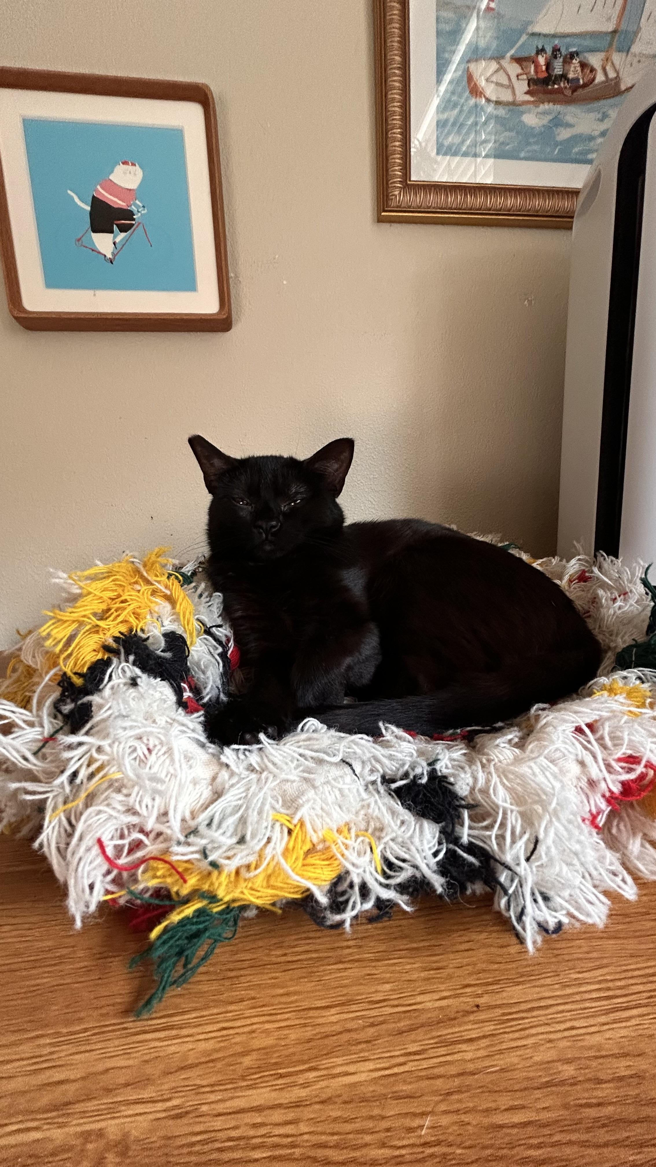 Enlarge Willamette, a Adoptable Domestic Short Hair in Portland, OR image 1/5