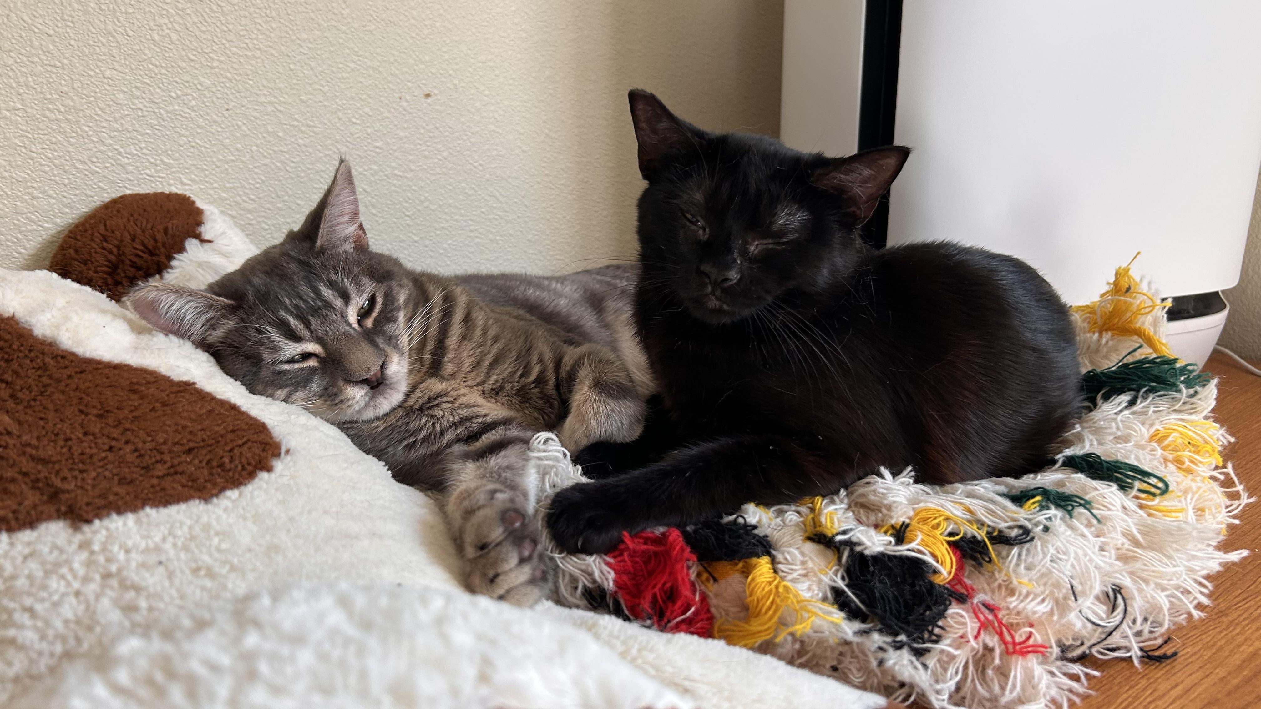 Enlarge Willamette, a Adoptable Domestic Short Hair in Portland, OR image 2/5