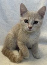 Enlarge Cullen, an adopted mixed breed in Buffalo, MN image 1/1