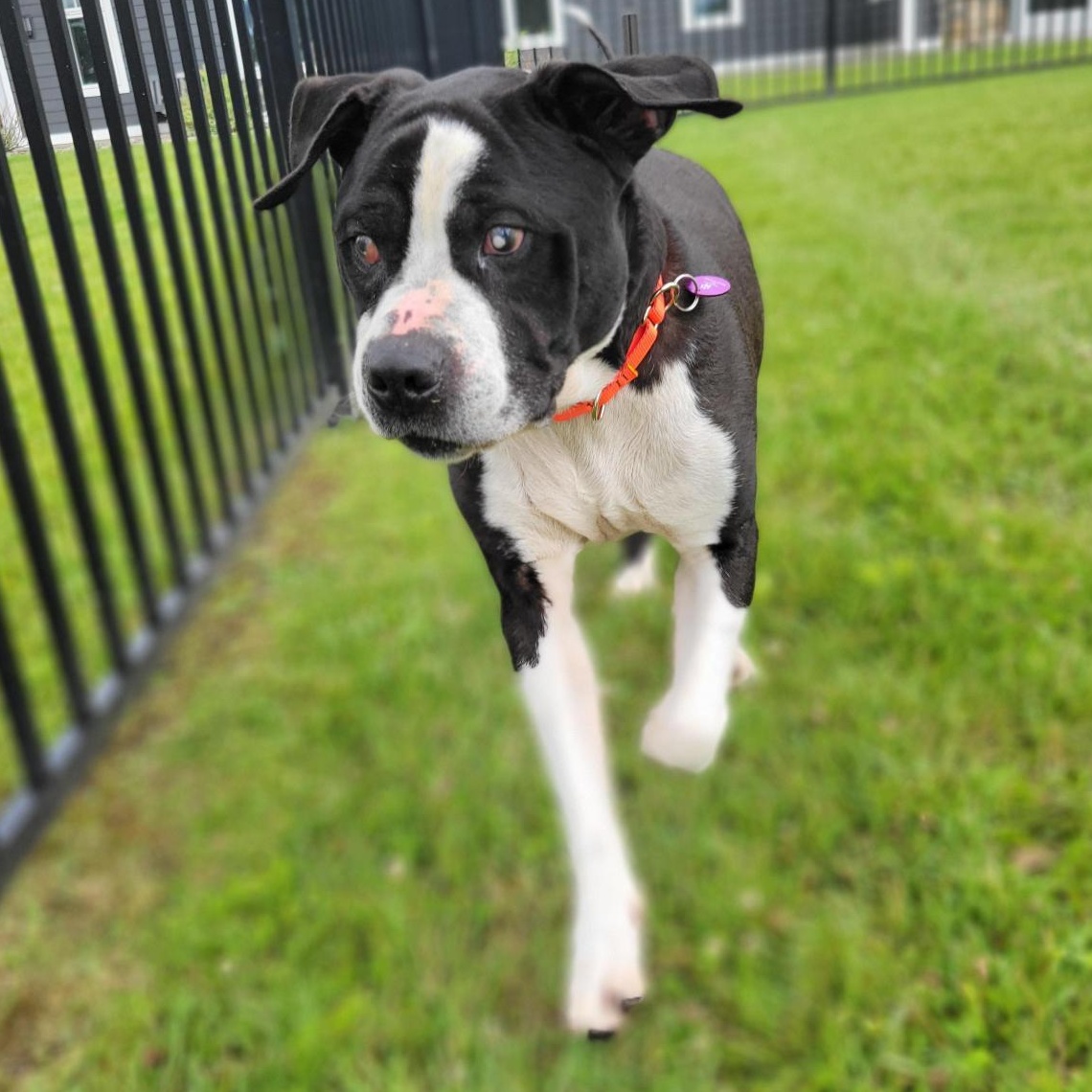Enlarge Kyelo, a ADOPTABLE Mixed Breed in Cooperstown, NY image 3/6
