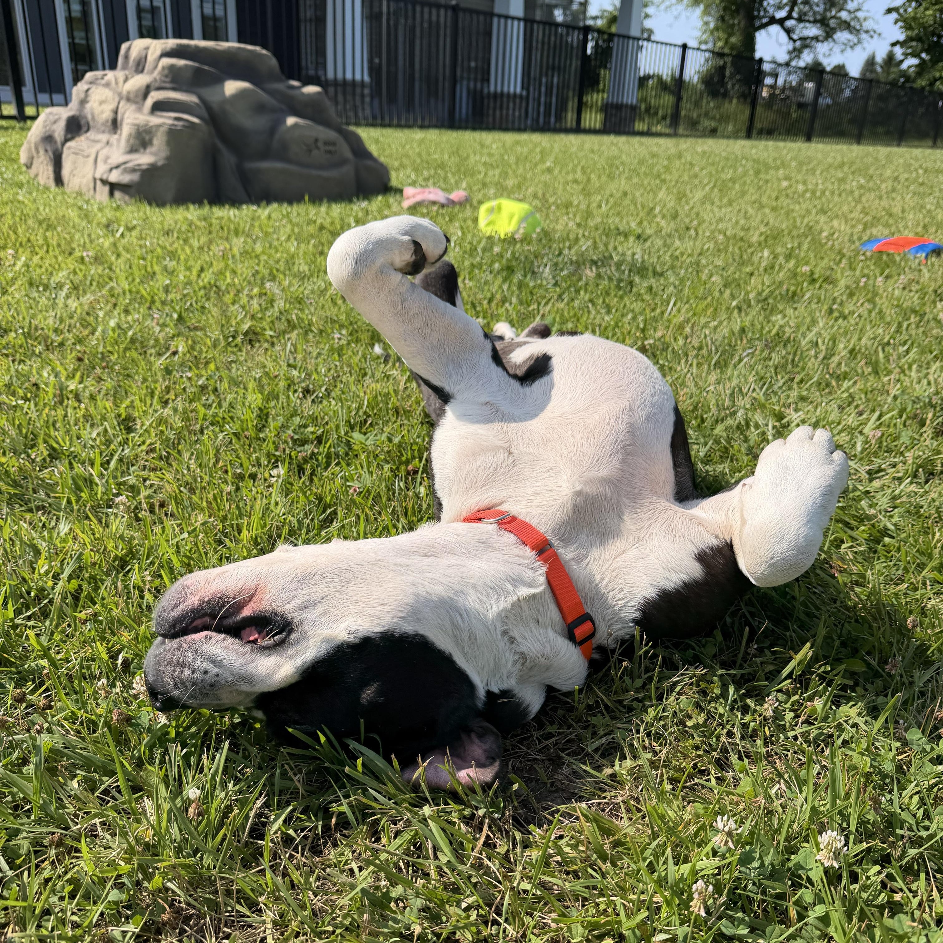 Enlarge Kyelo, a ADOPTABLE Mixed Breed in Cooperstown, NY image 6/6